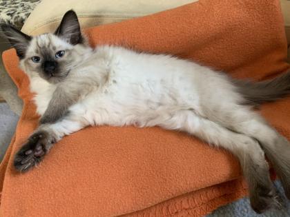 Kitten Siam / Balinese