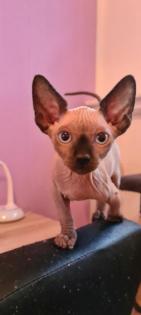 Sphynx Kitten suchen noch ein Zuhause
