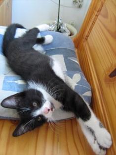 Kleiner schwarzer Kater mit weißen Pfötchen sucht neues Zuhause mit Garten