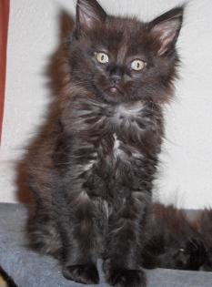Maine Coon Mädchen typvoll
