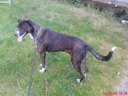 Bernersen. /Hovawart/Span. Windhund Mix Hündin