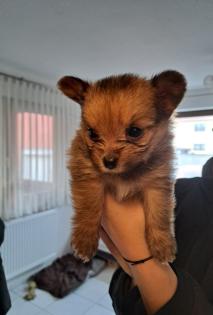Yorkshire-Pomeranian Zwergspitz Welpen