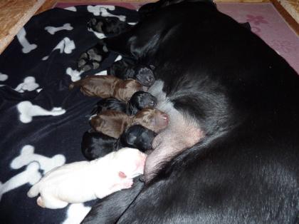 Reinrassige Labrador Welpen in liebevolle Hände abzugeben