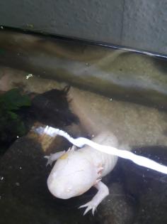 5 Axolotl Aquarium 160 cm Fische Steine