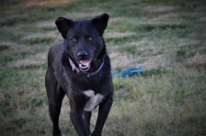 Blacky sucht ein zuhause