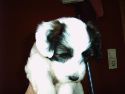 6 süße Tibet - Terrier welpen