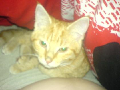 Gebe meine 4 Kater ab