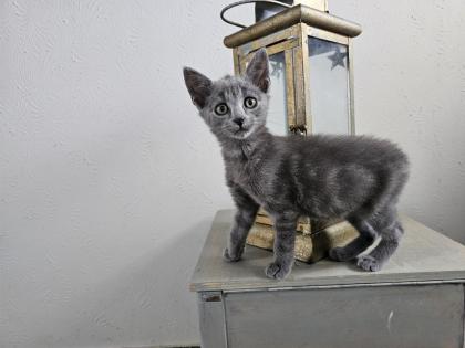Katzenbabys möchten bald ausziehen