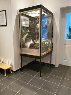 Terrarium komplett Showvitrine Kornnatter