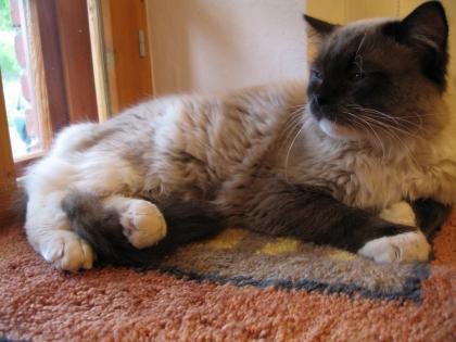 Deckkater seal mitted