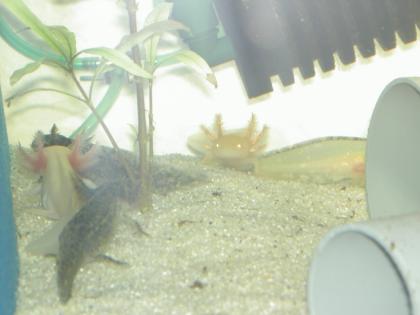 Axolotl Nachwuchs
