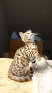 Bengal Kitten mit wundervoller Zeichnung