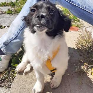 Daphne -Pflegestelle gefunden