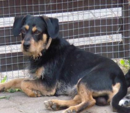 Lustiger Tsibi sucht Familie zum Schmusen