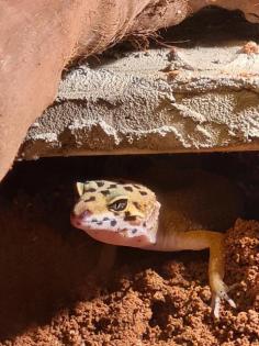 Leopardgeckos inkl Terrarium