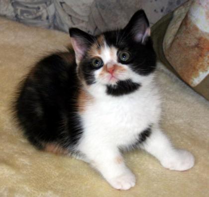 Wir haben supersüße Kitten in tollen Farben