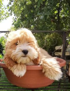 Zauberhafte Schlappohren im nicht haarendem Fellkleidchen COCKAPOO COCKERDOODLE