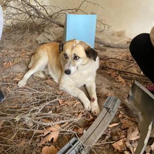 Bärbel sucht ein passendes zuhause