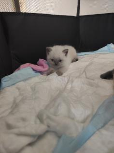 Britisch Kurzhaar Kitten BKH Kitten