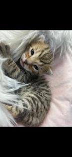 Bengal Bkh Kitten