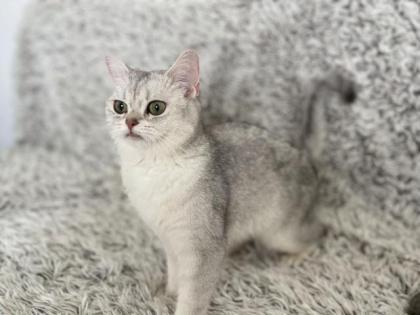 BKH Kitten, Silver Shaded, Stammbaum