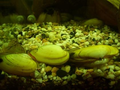 Biete schöne Teichmuscheln an