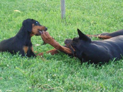 Dobermannwelpen aus FCI-Zucht Topcharakter
