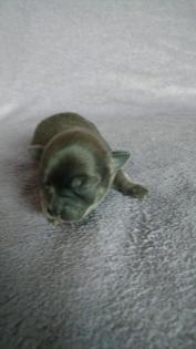 Chihuahua Welpen
