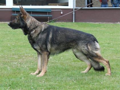 Deckakte Deutscher Schäferhund wird angeboten