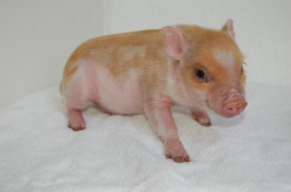 Minipigs v. Süderland