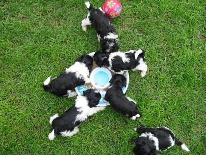Harlekin Zwergpudel-Welpen