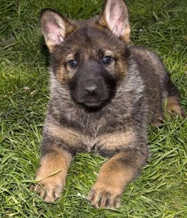 Zauberhafte Schäferhundwelpen grau,