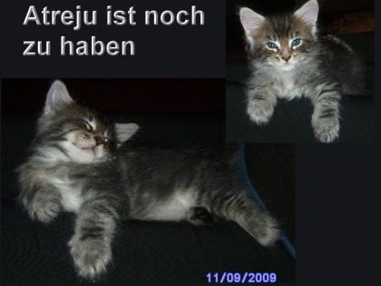 Maine Coon Kitten jetzt auch auf Raten kaufen