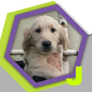 Golden Retriever 18. 8