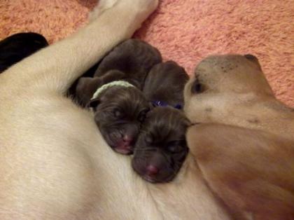 Labrador / Australian Shepherd Mix Welpen