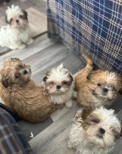 Reinrassige Shi-Tzu Welpen
