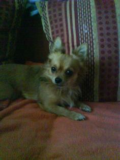 Chihuahua Deckrüde