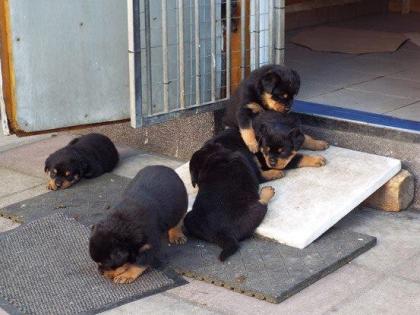 Rottweiler - Welpen Hündin