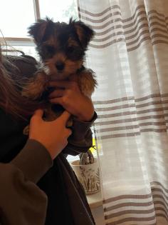 Yorkshire Terrier Welpen ab sofort zu haben