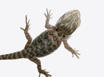 Bartagame translucent nz abzugeben