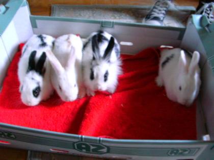 Süsse Kaninchenbabys zu verschenken