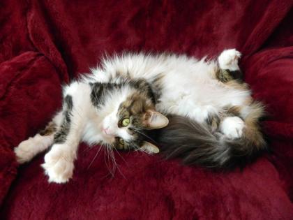 Reinrassige Maine Coon Lady
