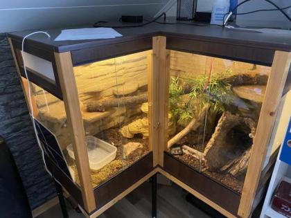 Komplett Terrarium mit 2 königspythons