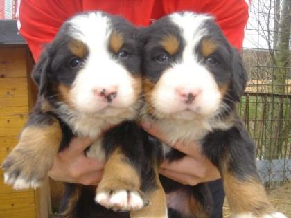 Berner-Sennenwelpen zu verkaufen