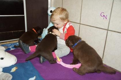 Labrador Welpen braun Showtyp Zucht seit 1998