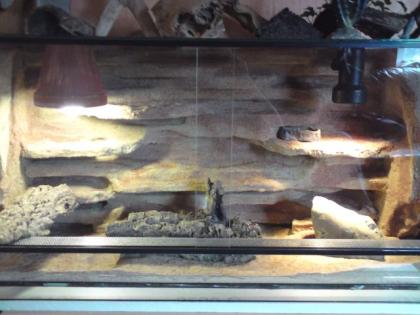 1. 3 Leopardgecko Zuchtgruppe Terrarium mit sehr schöner Rückwand in gute Hä