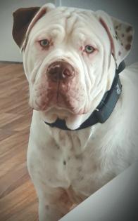Englishbulldogge
