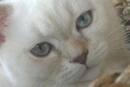 Deckkater in lilac-tabby-point steht gesunden Damen zurverfügung