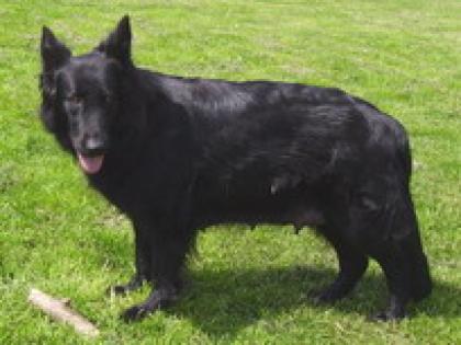 Altdeutsche-langstockhaar-Schäferhund Welpen