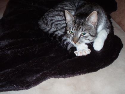 Junger Kater in Bremen Walle/Gröpelingen zugelaufen